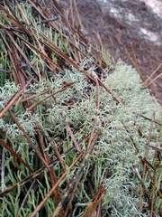 Cladonia ciliata