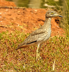 Burhinus senegalensis