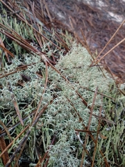 Cladonia ciliata