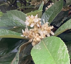 Eriobotrya japonica