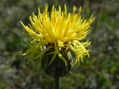 Centaurea arachnoidea