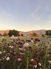 Eriogonum fasciculatum