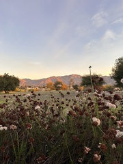 Eriogonum fasciculatum