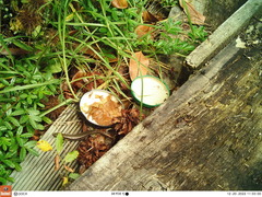 Oligosoma