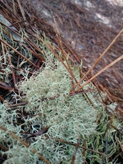 Cladonia ciliata