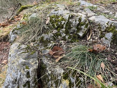 Festuca pallens