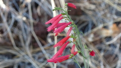 Penstemon barbatus