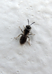 Evylaeus