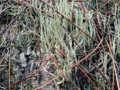 Cladonia glauca