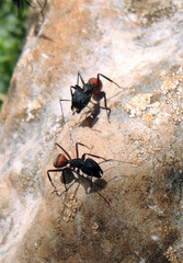 Camponotus cruentatus