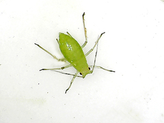 Macrosiphum euphorbiae