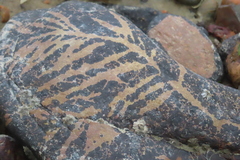 Desmarestia ligulata