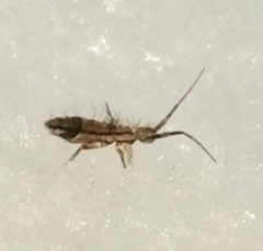 Orchesella flavescens