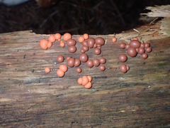 Lycogala epidendrum