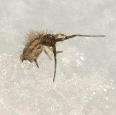 Orchesella flavescens