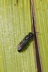 Hylaeus