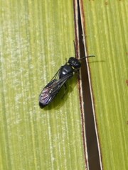 Hylaeus