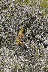 Emberiza
