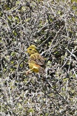 Emberiza