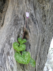 Cyclamen persicum