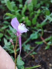 Linaria algarviana
