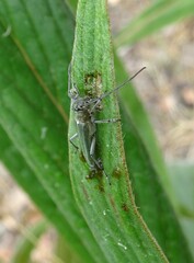 Phytoecia caerulescens