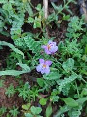 Linaria algarviana