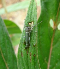 Phytoecia caerulescens