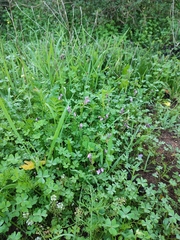 Linaria algarviana