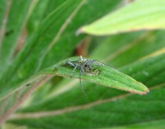 Phytoecia caerulescens