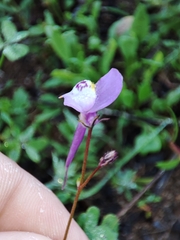 Linaria algarviana