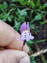 Linaria algarviana