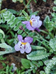 Linaria algarviana
