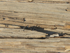 Camponotus laevissimus