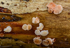 Lachnum controversum