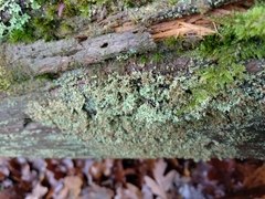 Cladonia parasitica