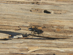 Camponotus laevissimus