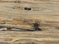Camponotus laevissimus