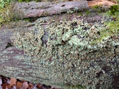 Cladonia parasitica