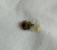 Cladonia parasitica