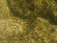 Squalius alburnoides