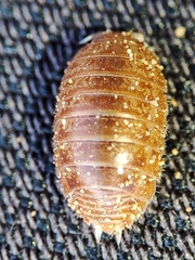 Leptotrichus panzerii