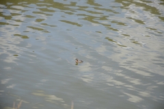 Poliocephalus rufopectus