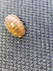 Leptotrichus panzerii