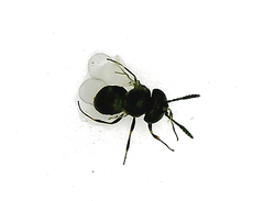 Scelioninae
