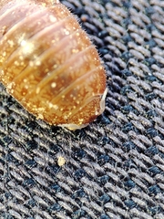 Leptotrichus panzerii