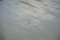 Poliocephalus rufopectus