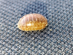 Leptotrichus panzerii
