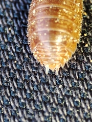 Leptotrichus panzerii