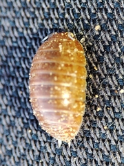 Leptotrichus panzerii